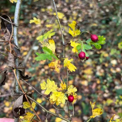 Hawthorn branch showing the shape of the leaves and leftover red haws.