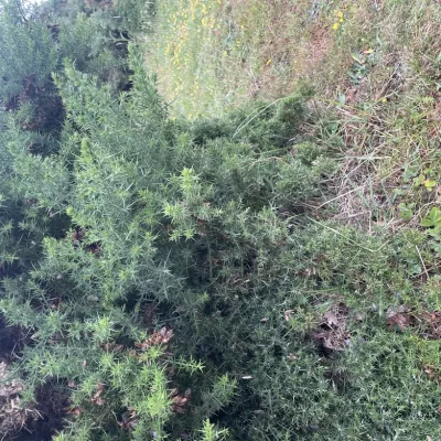 The bottom half of this gorse bush has been grazed and regrown much spikier and denser than the top half, perfect for small animals to make a home in