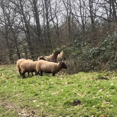 Manx sheep grazing on some bramble