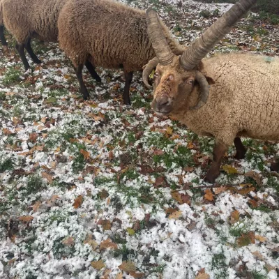 Manx ram showing off their rather large horns