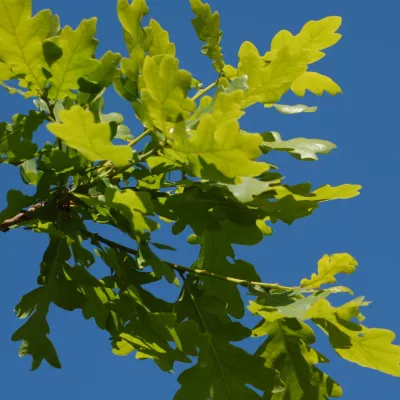 Oak leaves against a blue sky.