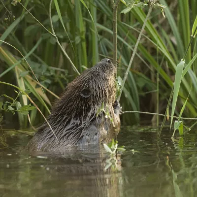 A beaver eating willow at Ham Fen.