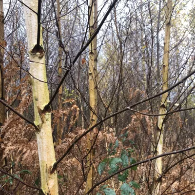 Silver birch at Hothfield Heathlands.