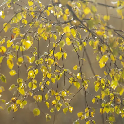 Silver birch (Betula pendula) in autumn.