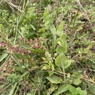 Speedwell and Fluellen