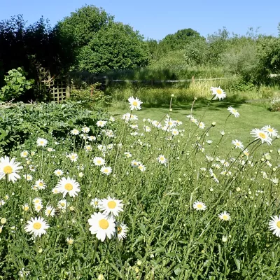 The insects in our garden love the large patches of ox-eye daisies – P Brook