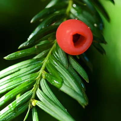 Yew leaves with a berry.