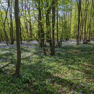 Bluebell and wood anenomes at Queendown Warren