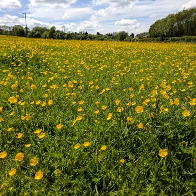 Field of buttercups at Queendown Warren