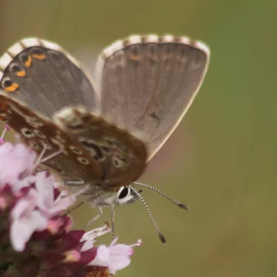 Chalkhill blue female