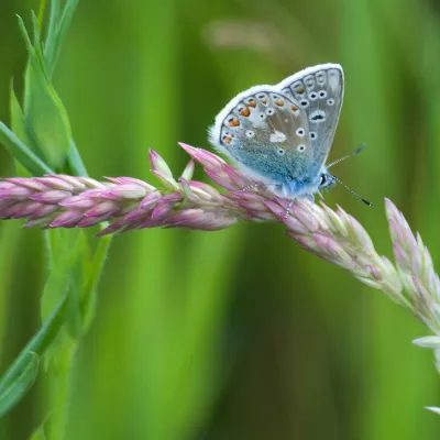 Common blue male