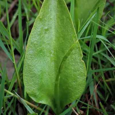 Adder's Tongue Fern