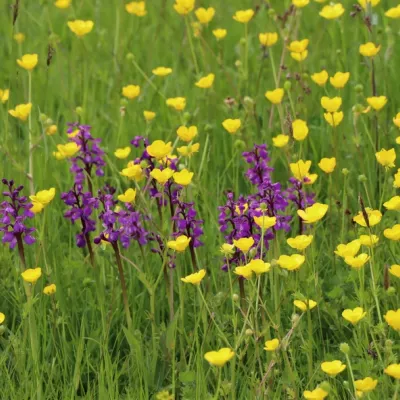 Harlequin orchids amongst buttercups in Lou Carpenter's Field