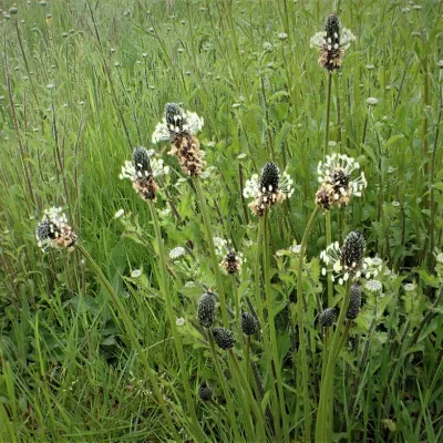 Ribwort plantain flowers