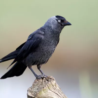 Jackdaw. Often usually seen in pairs or flocks and nest in loose colonies. They are relatively small with a grey hood and blue eyes.