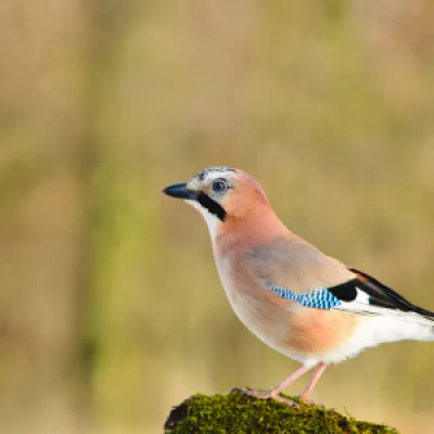 Jay. Our most colourful corvid, but quite shy. Often seen in wooded habitats where they rarely move from cover.