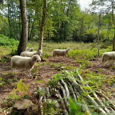 south blean being grazed by sheep