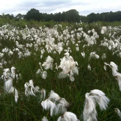 Cotton grass