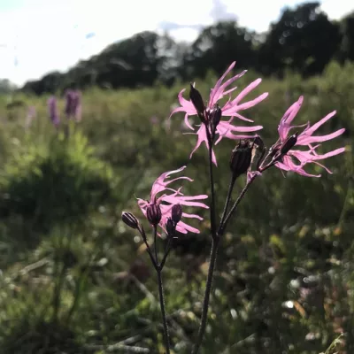 Ragged robin