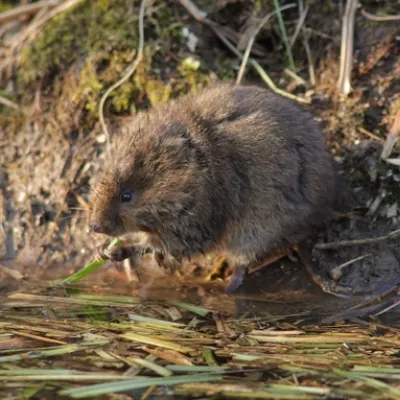 Water vole