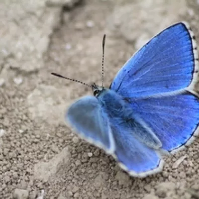 Adonis blue