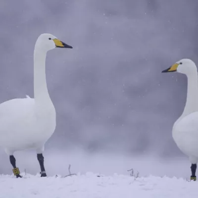 Whooper swans