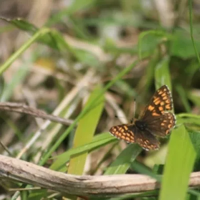 Duke of Burgundy Butterfly