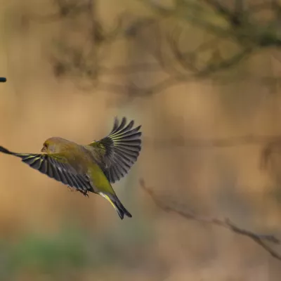 Greenfinch in flight 