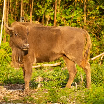One of the bison which has been released into Kent.