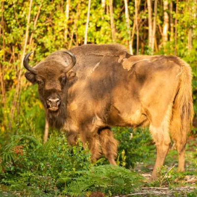 One of the bison which has been released into Kent.
