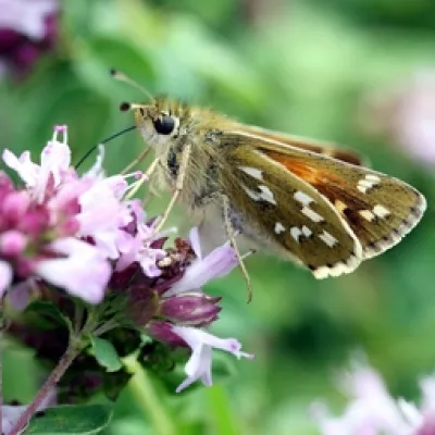 Silver-spotted skipper
