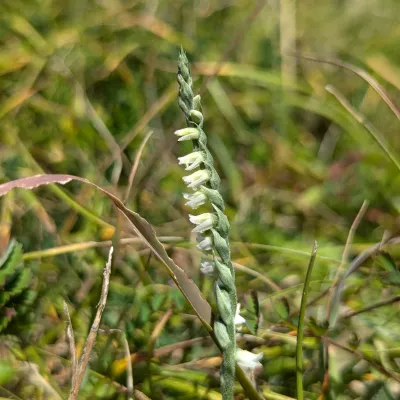 Autumn lady's tresses