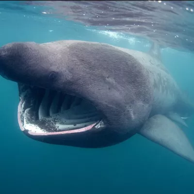 Basking shark at the surface