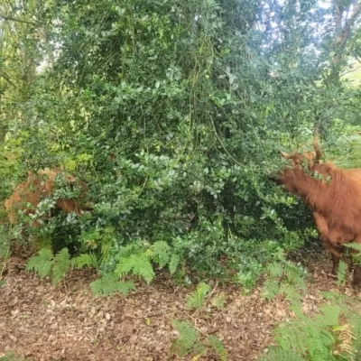 Two highland cows browsing Holly as winter approaches.