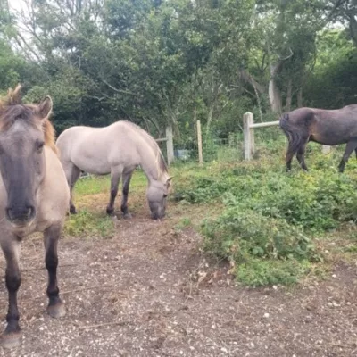 Konics grazing in summer