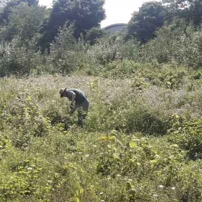 Goats rue before