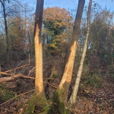 Ponies bark stripping Alder to gain valuable nutrients.