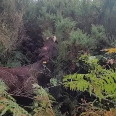 A Sussex cow reaching up to get protein rich gorse.