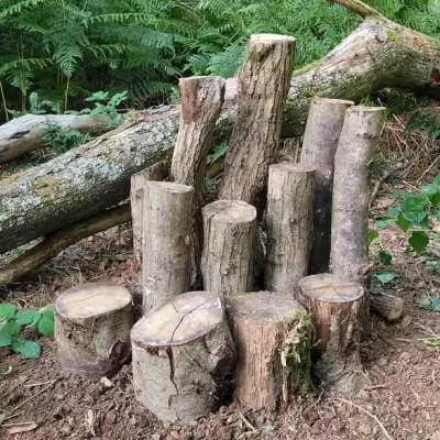 Wood pile for stag beetles