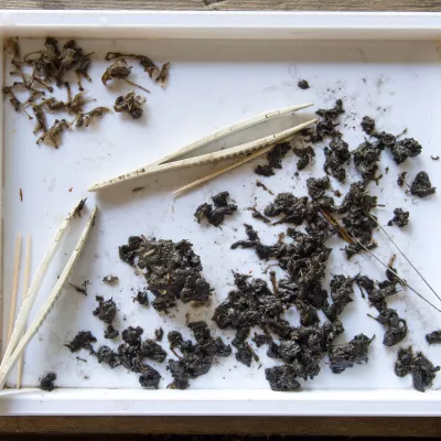 Owl pellet dissection