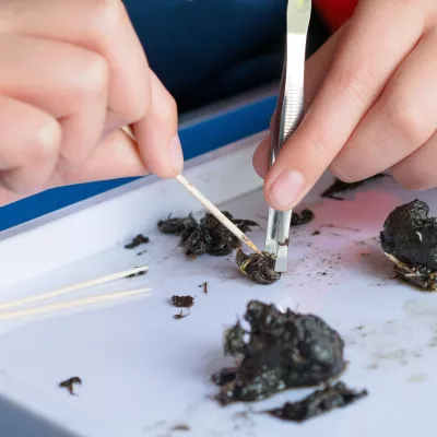 Owl pellet dissection