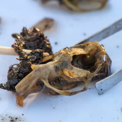 A rodent skull found in an owl pellet