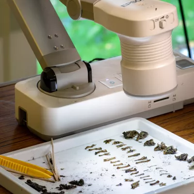 A selection of rodent bones found in owl pellets