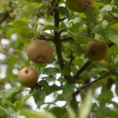 Three apples in a tree from below.