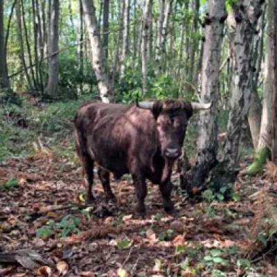 One of our Dexter cattle at Hunstead.