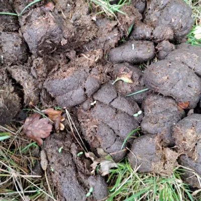 Small shoots germinating from Fell pony dung at Queendown Warren.