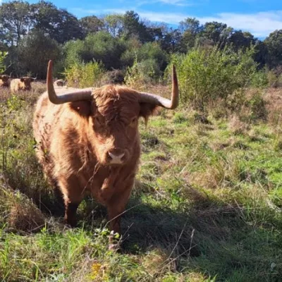 Highland cattle grazing on Hothfield Heathlands reserve.