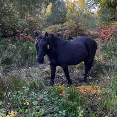 One of our Konik ponies grazing at New Fen, a wetland site.