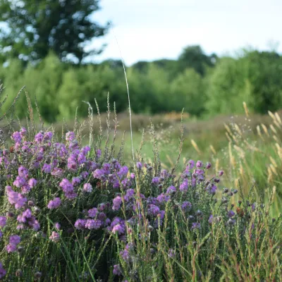 Cross leaved heath at Hothfield Heathlands