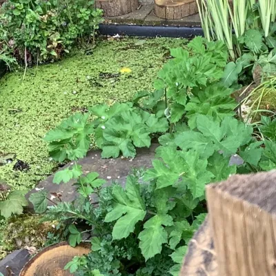 Renewed pond area